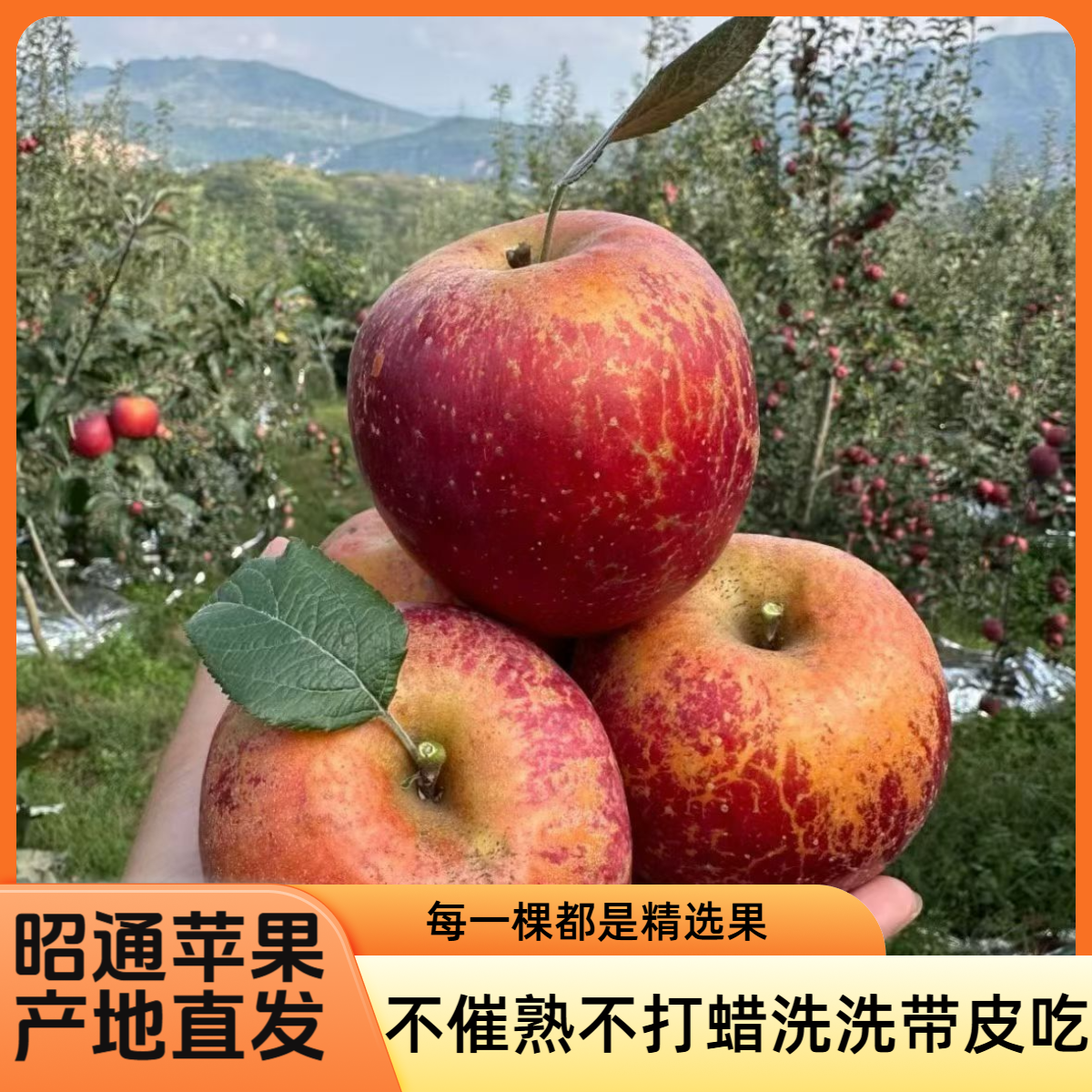 [九峰传奇专属]云南昭通冰糖心丑苹果现摘脆甜多汁产地5斤包邮