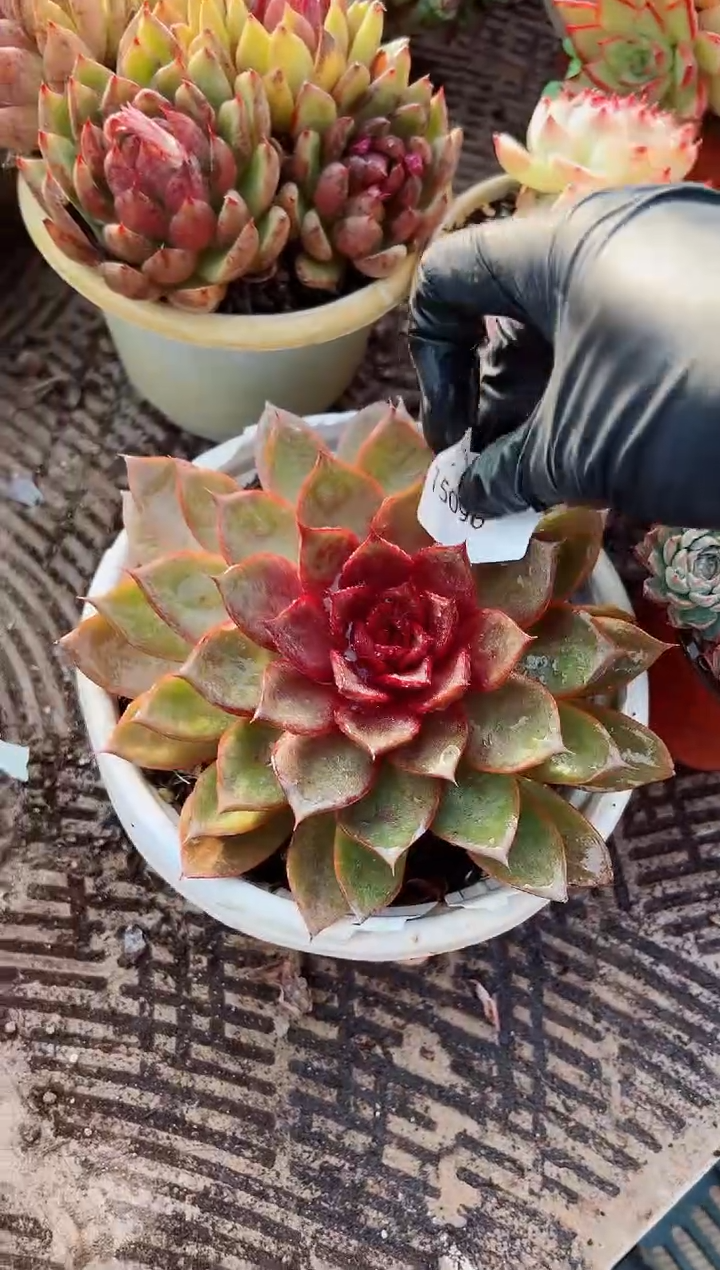 郭*多肉植物一一物一拍15090