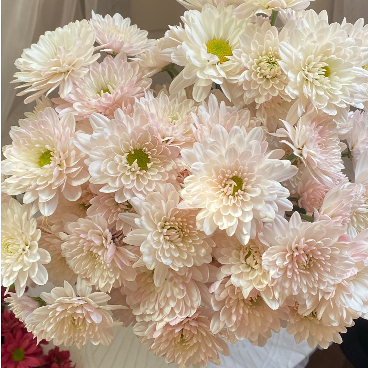 奶油汉城粉小雏菊1扎   任意2单升级顺丰冷链/德邦空运