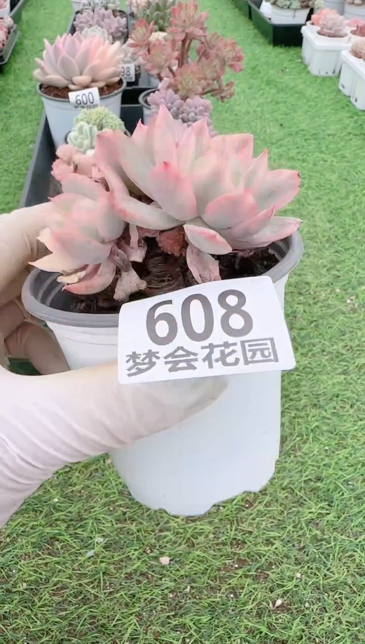 【闪购商品】梦会多肉一物一拍