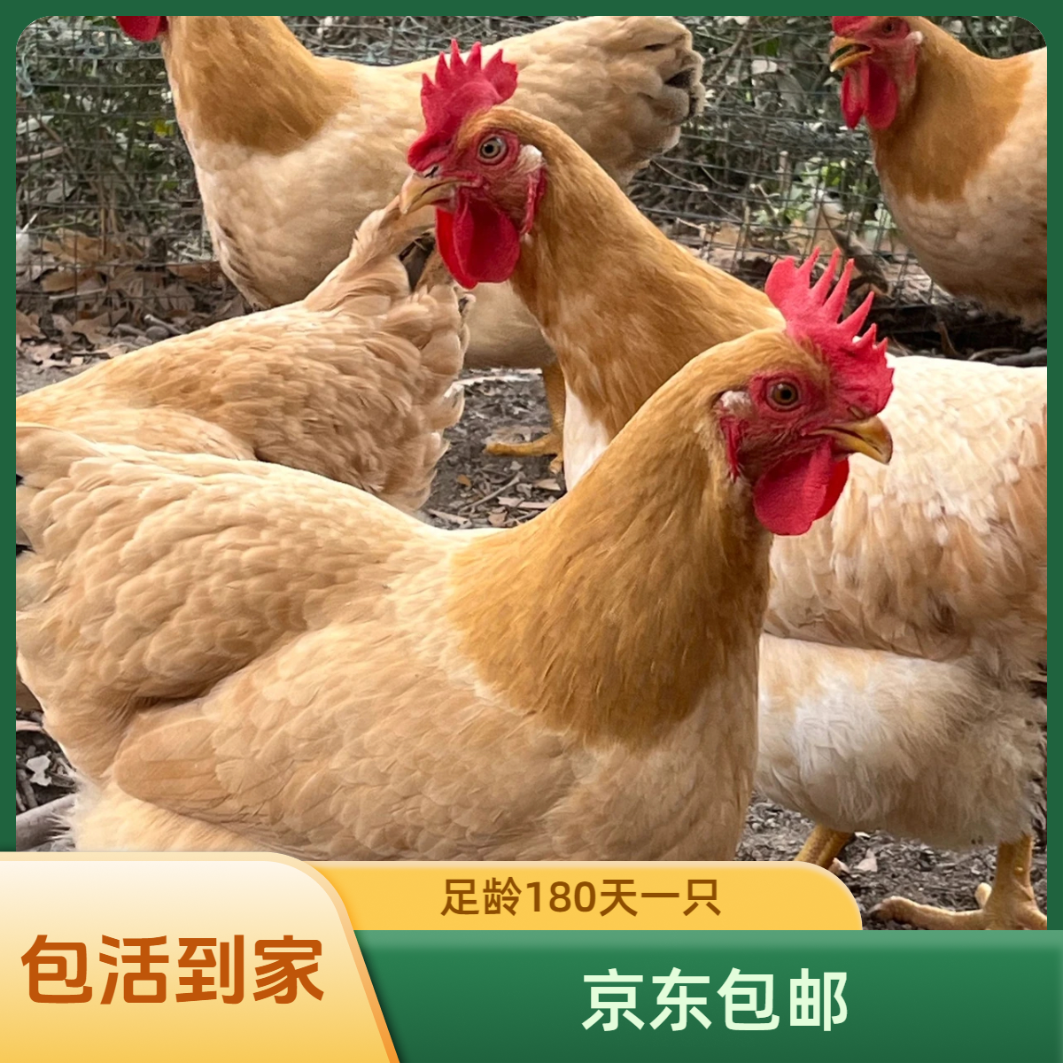 【活鸡包邮】散养正宗老母鸡三黄鸡3.5-4斤一只养足180天。
