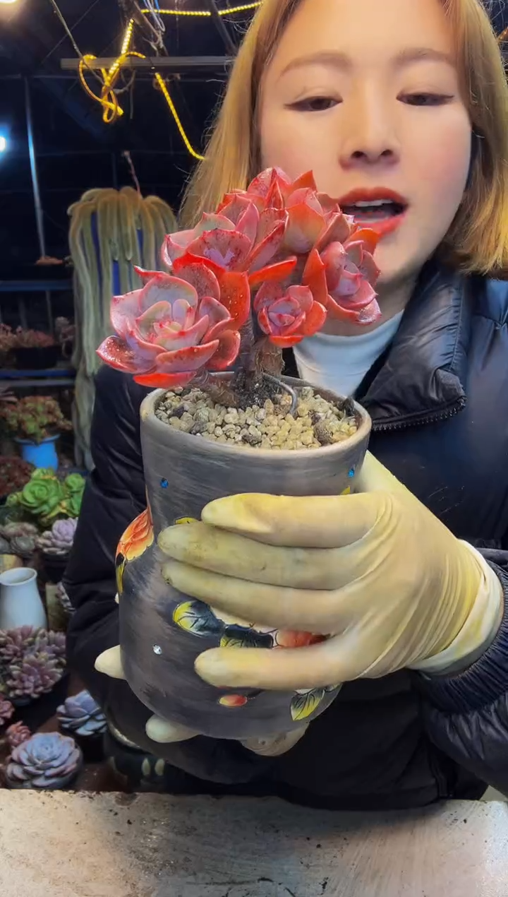 2号一物一拍脱土包邮