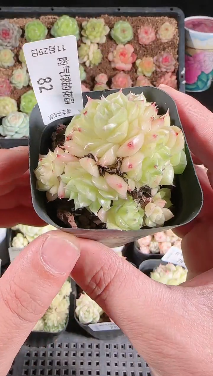 多肉1129-82群生不包整