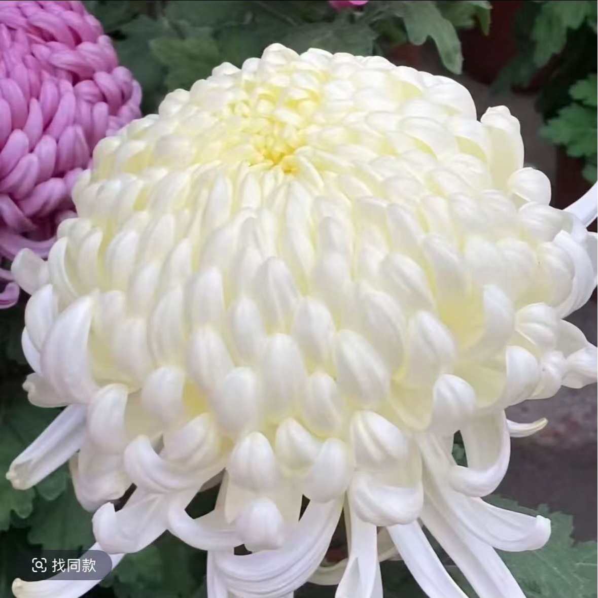 【白国华】菊花盆栽带花苞发货大花特色花卉绿植