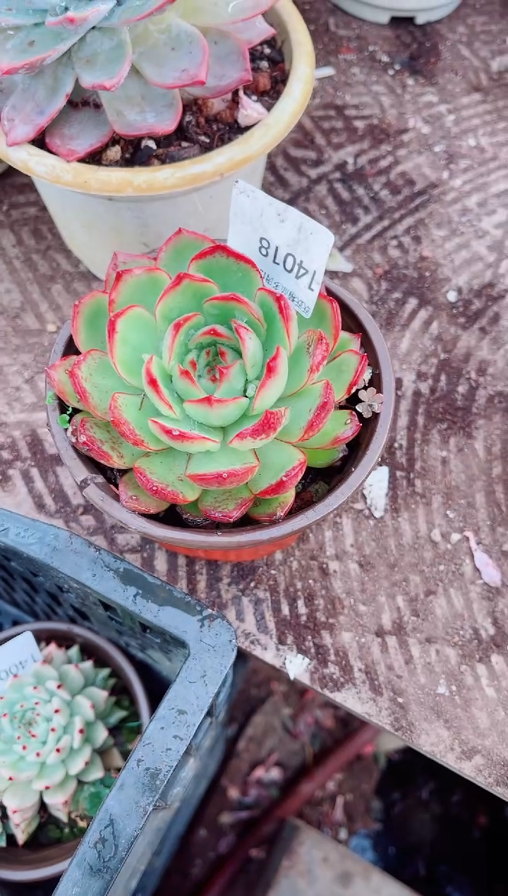 乌*邦跃跃精品多肉14018