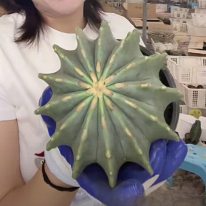 二妹园艺【 1颗  大无刺王冠龙   实生根 】带盆土随机发货