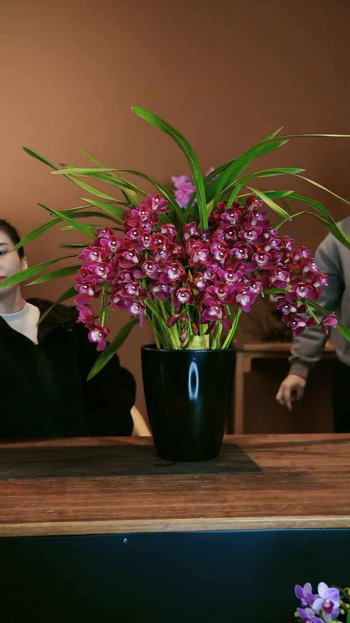 【闪购商品】盆景紫葡萄 礼盒