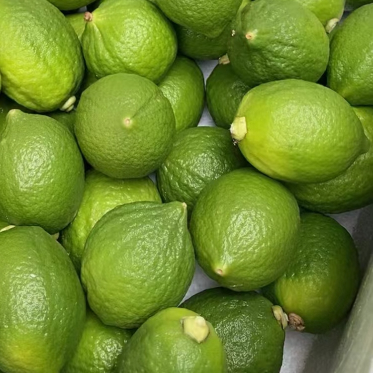 广东香水柠檬【中秋特惠】买一送一专用（不接受备注大小随机）