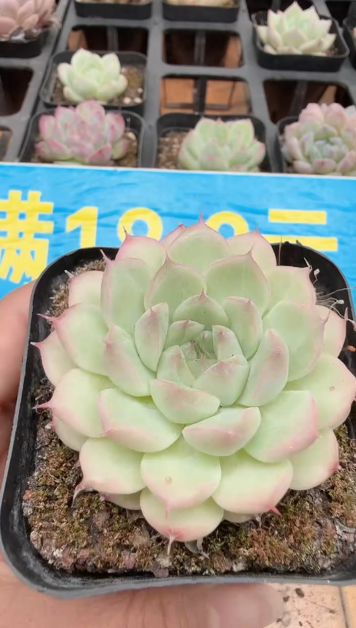 东云多肉园二店-242