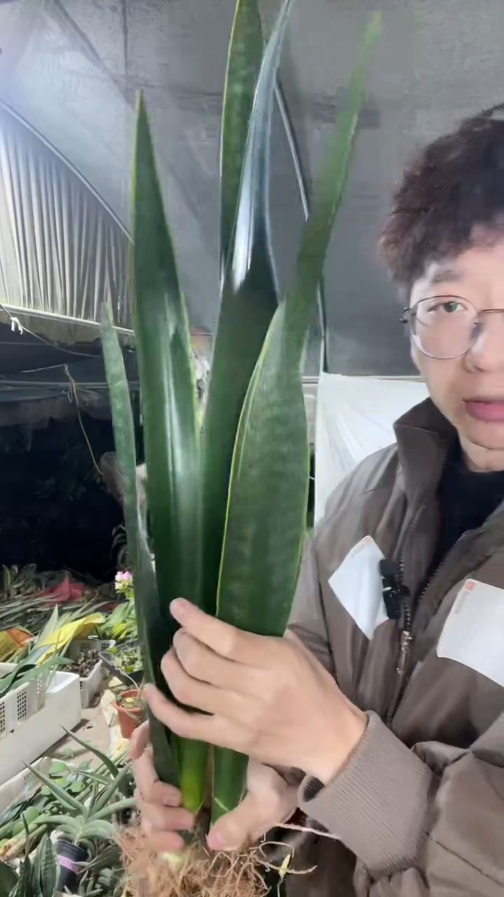 黑金裸根50cm2棵19.9