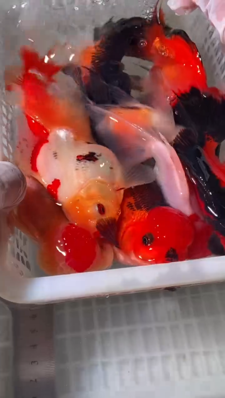 金鱼鱼之源一物一拍链接9