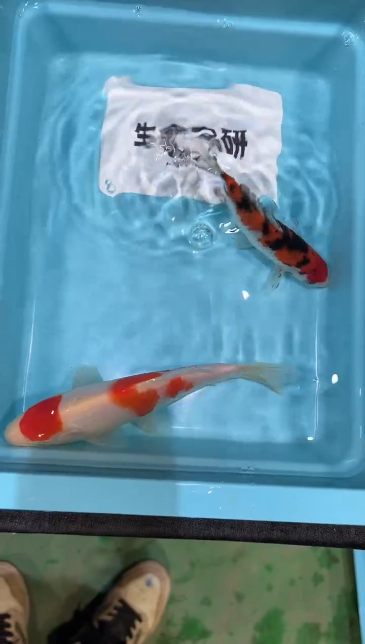 锦鲤坂井血统小当岁