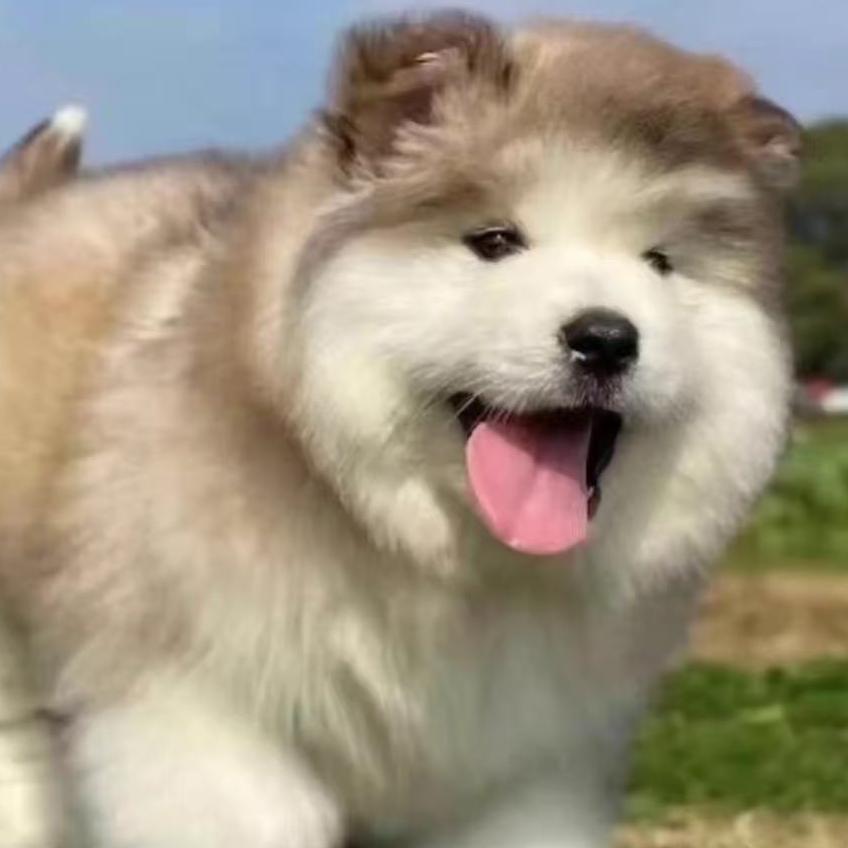 《玩伴家》T宠物狗狗活体