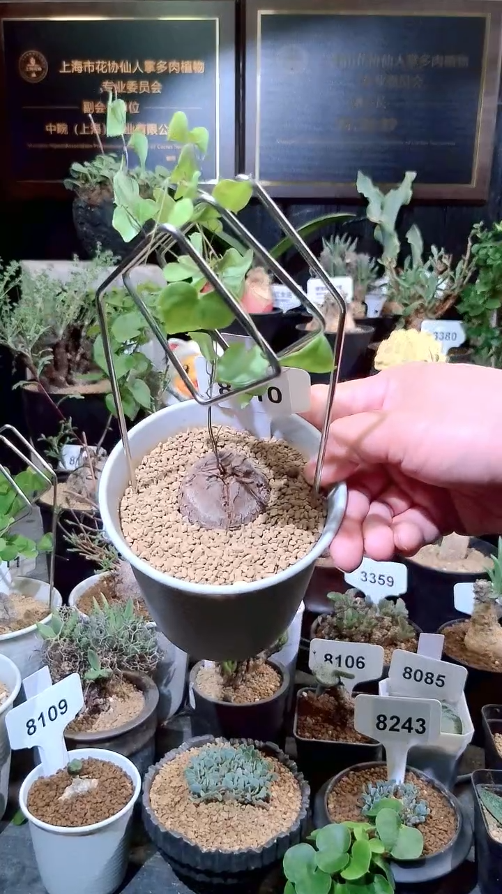 8110号1223甄选单颗南非龟甲龙