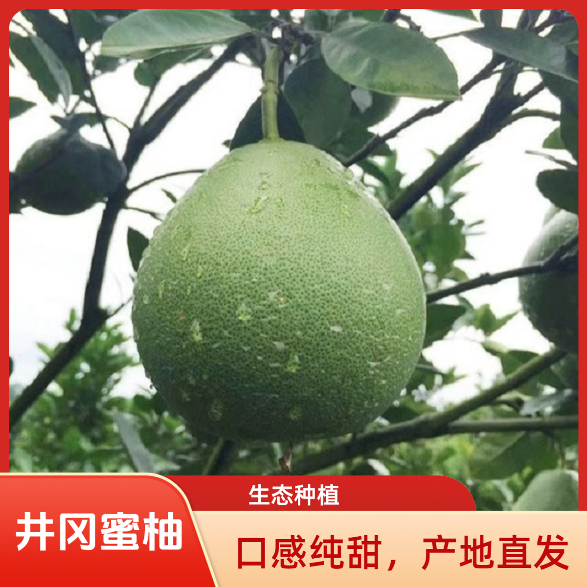 正宗江西井冈蜜柚金沙柚吉水柚子白心多汁皮薄纯甜无酸小果