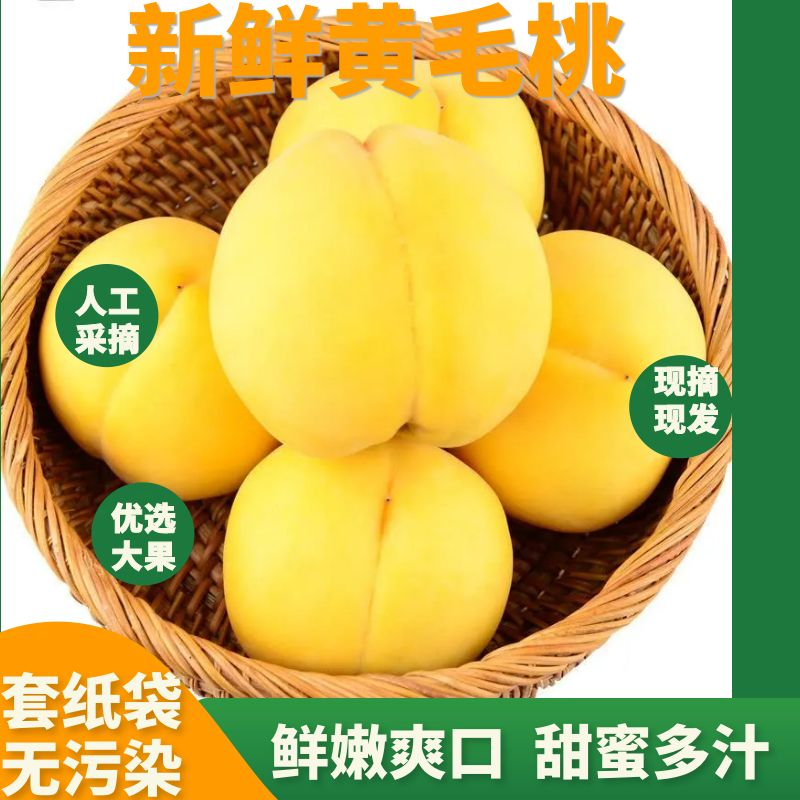山东新鲜现摘黄毛桃皮薄香甜脆嫩多汁当季水果