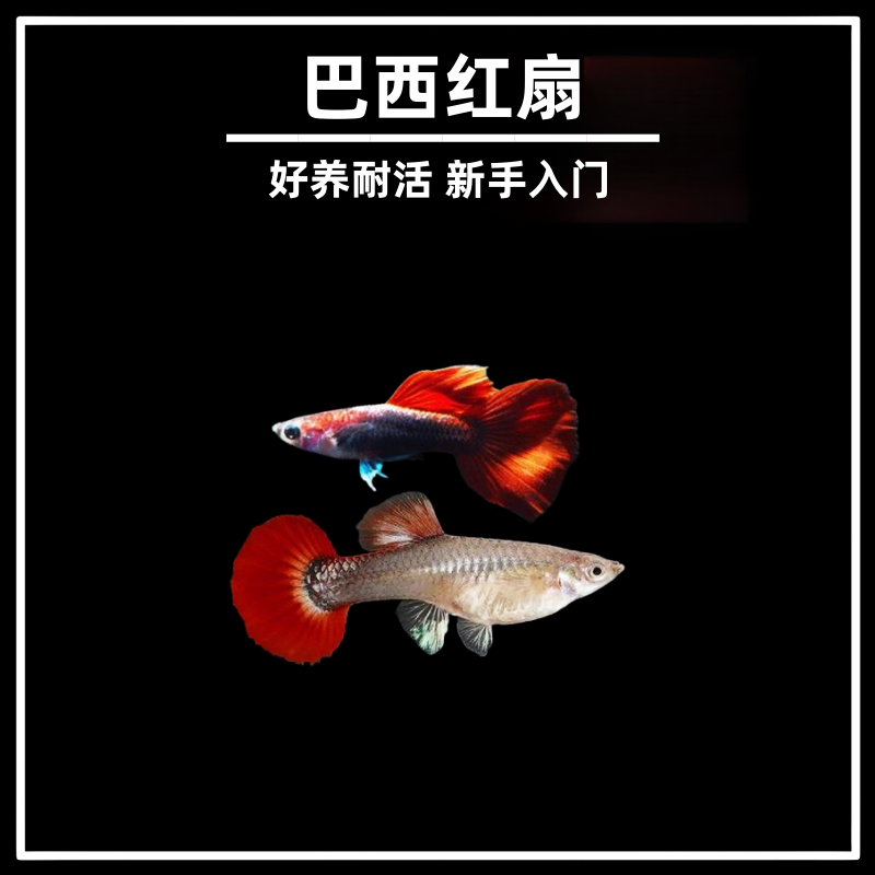 巴西红扇孔雀鱼小型热带观赏鱼好养耐活易繁殖新手练手闯缸鱼