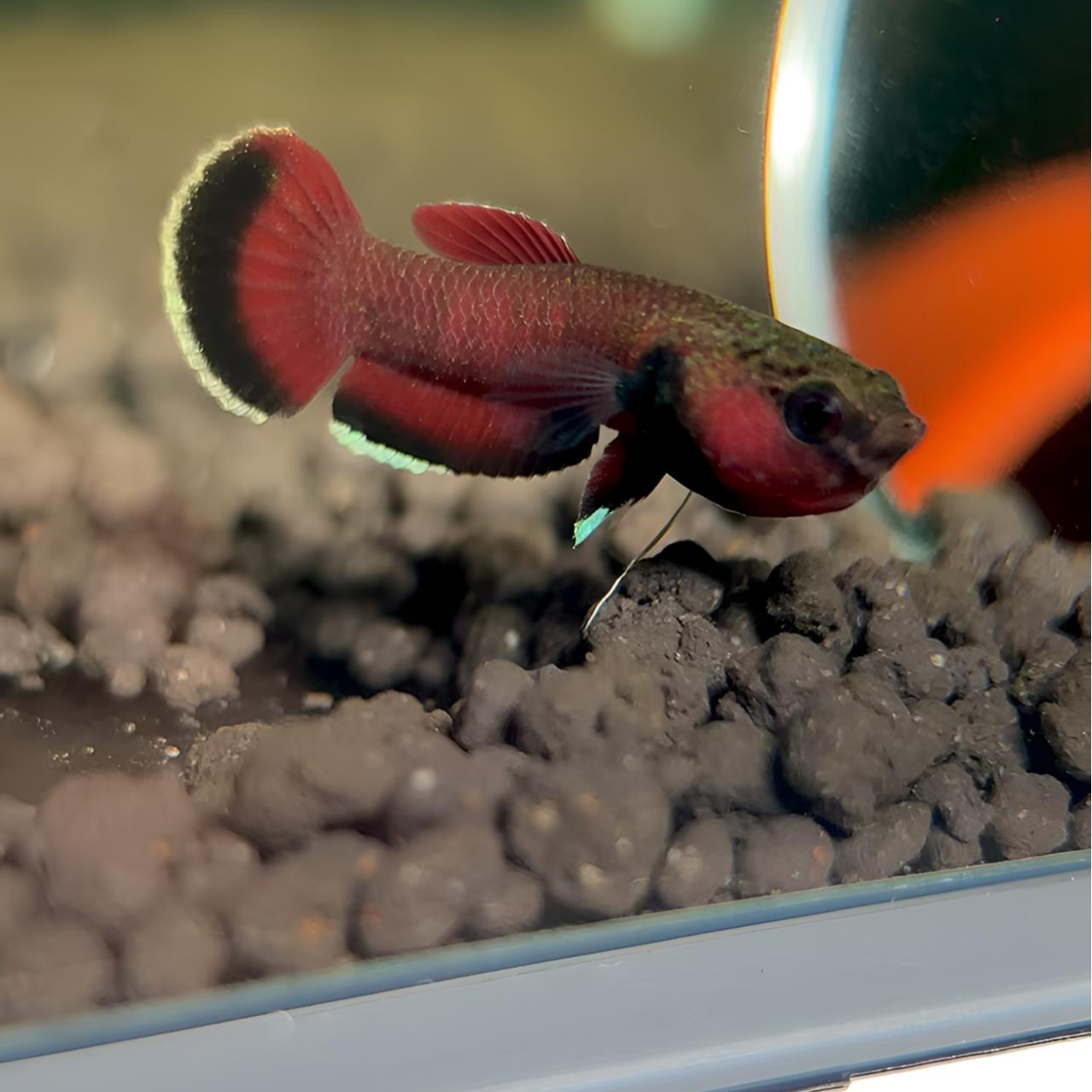 印尼进囗 好养 易活 热带小型观赏鱼火焰熊猫达拉根原斗 包邮包损