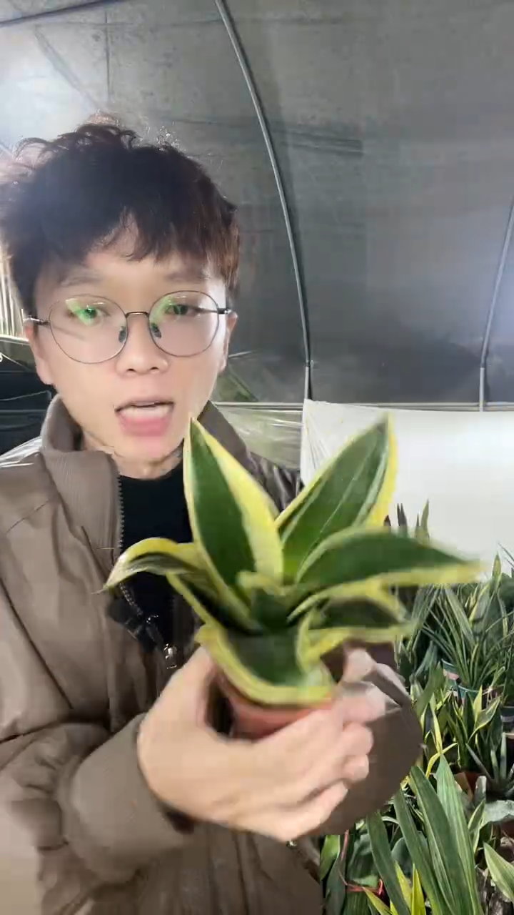 8厘米宝塔金荷花带盆土6.6