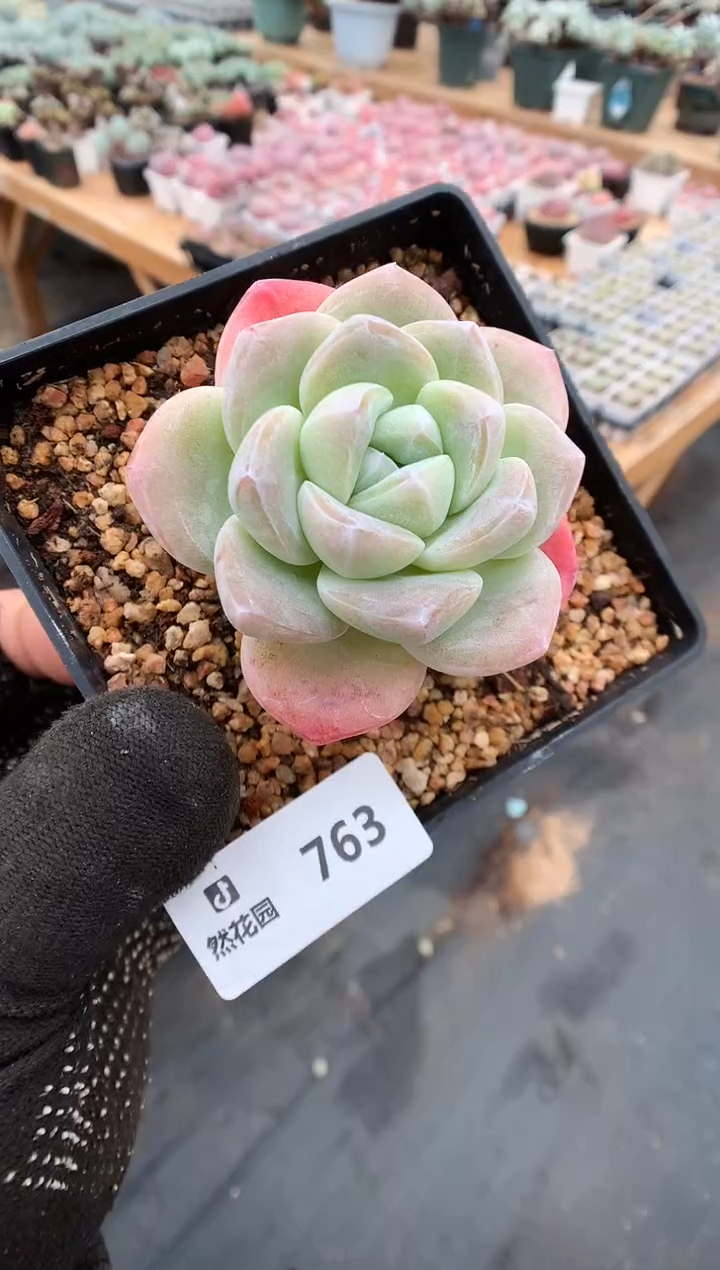 【闪购商品】763冰玉一物一拍