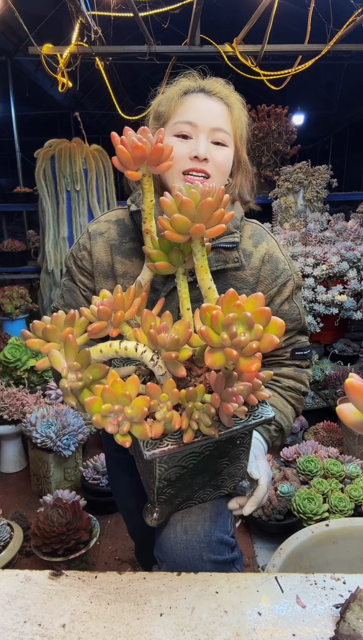 商****坊金蝉1号一物一拍带盆