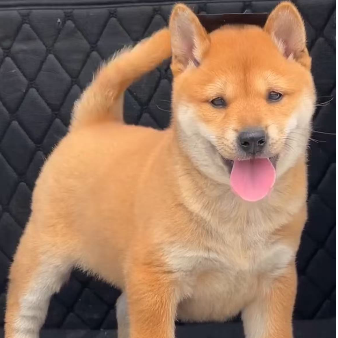 中华田园犬五黑五红黄狗白面土松四眼虎斑