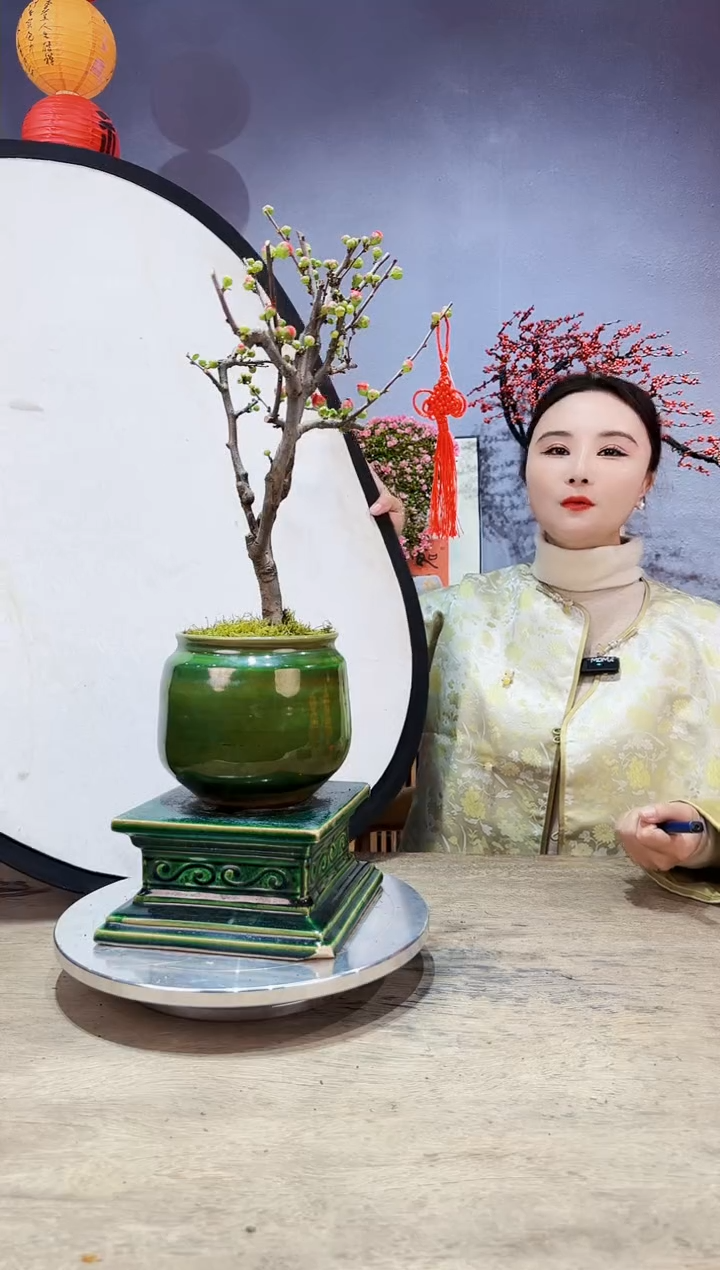 【闪购商品】盆景海棠 长寿冠