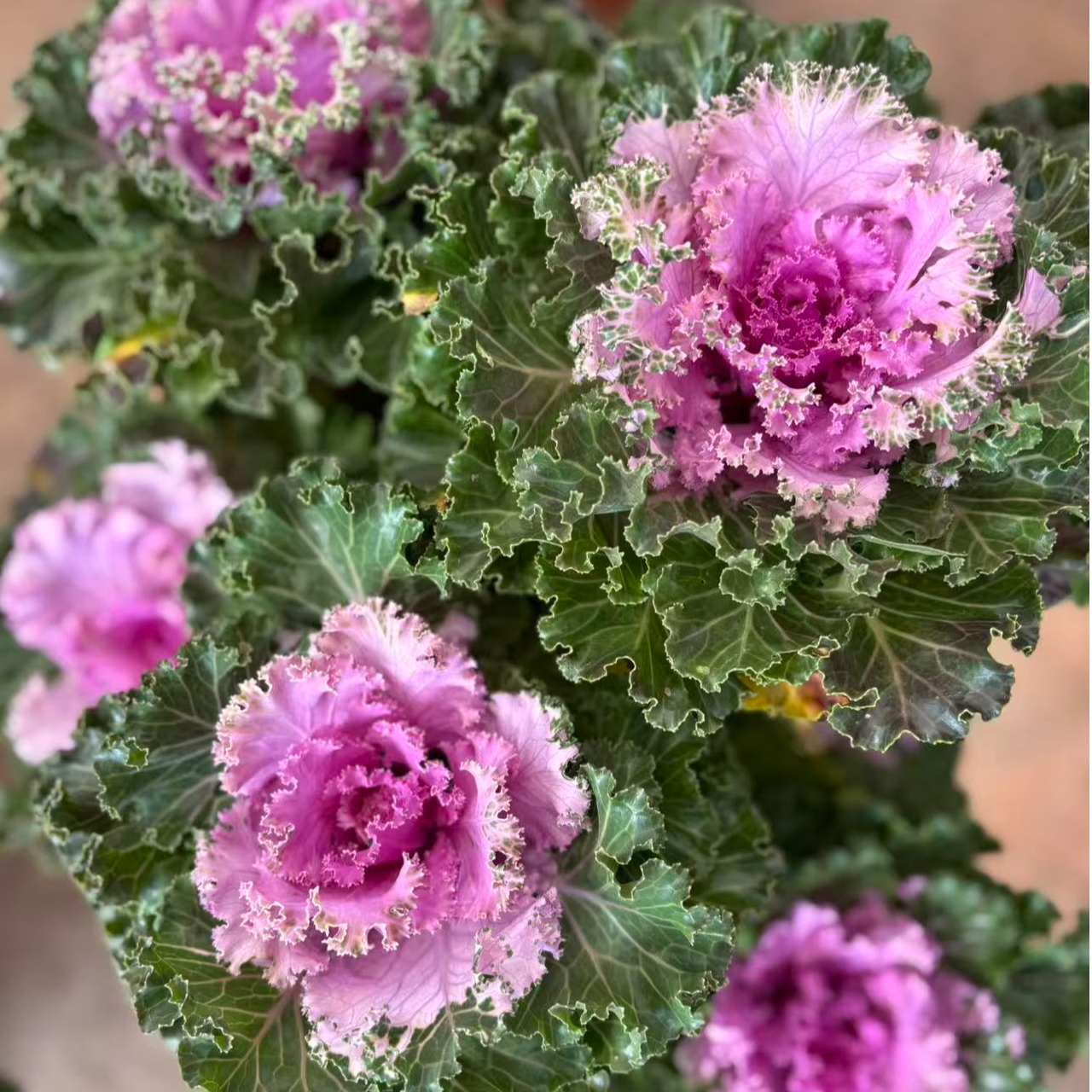 樱花雪（羽衣甘蓝）3加仑 老桩 阳台庭院耐热多花多季节开耐寒