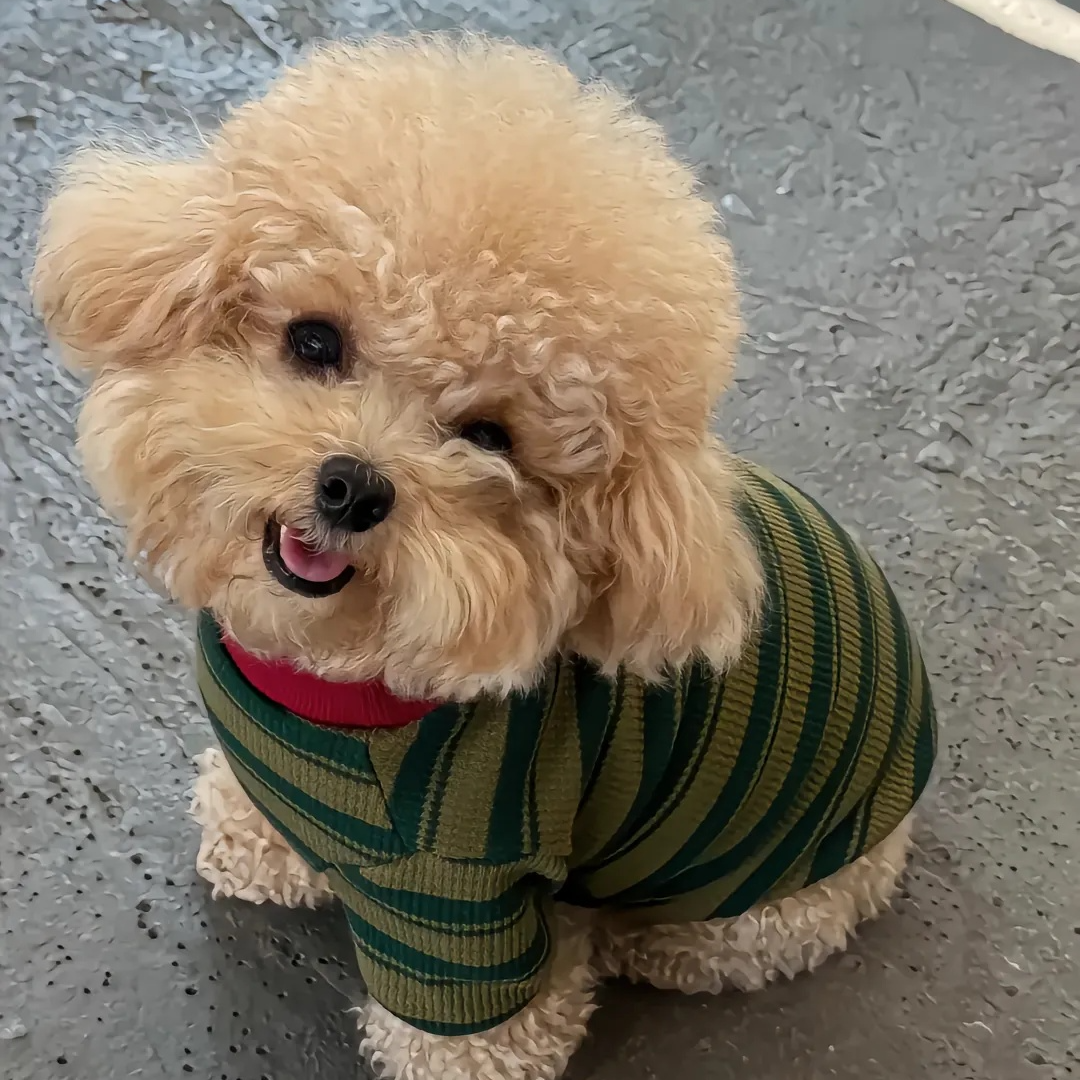 国国宠物活体狗狗