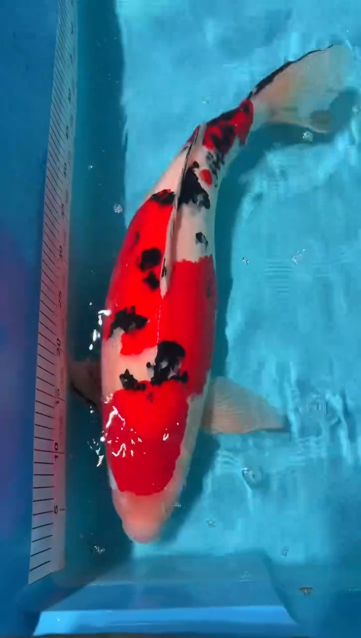 锦鲤卢****9大正 62cm