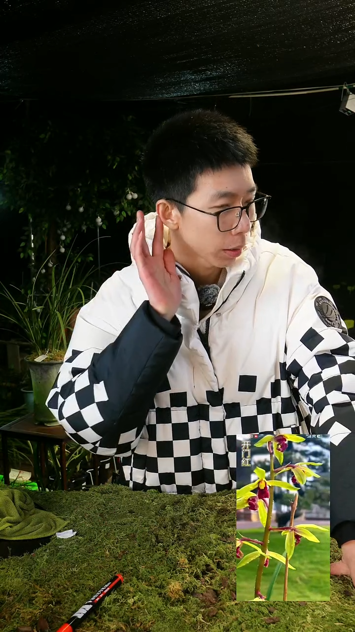 全部花苞要***了蕙兰-程梅（子母2苗带花苞）