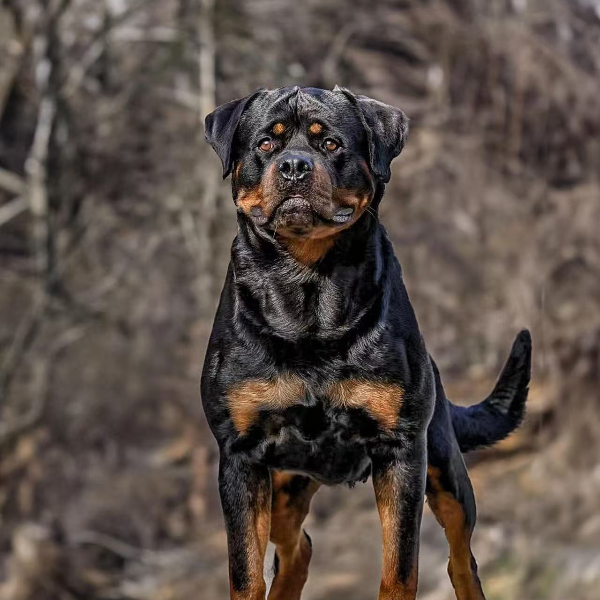 新博罗威纳高级宠物伴侣犬大型犬宠物看家护院陪伴