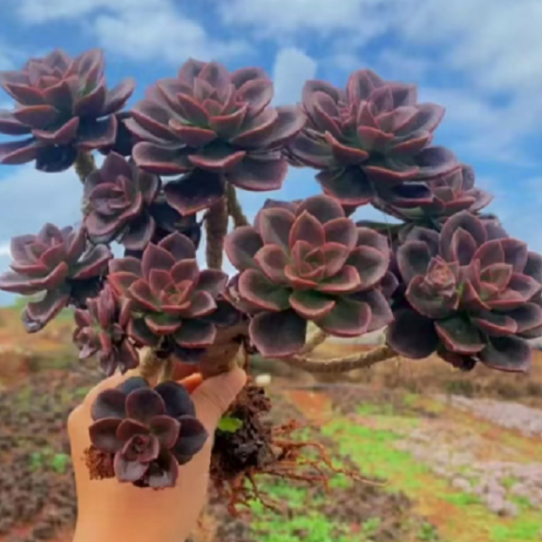 巧克力2颗 好种好养 瑕疵不售后 多肉绿植园艺种植多肉办公室