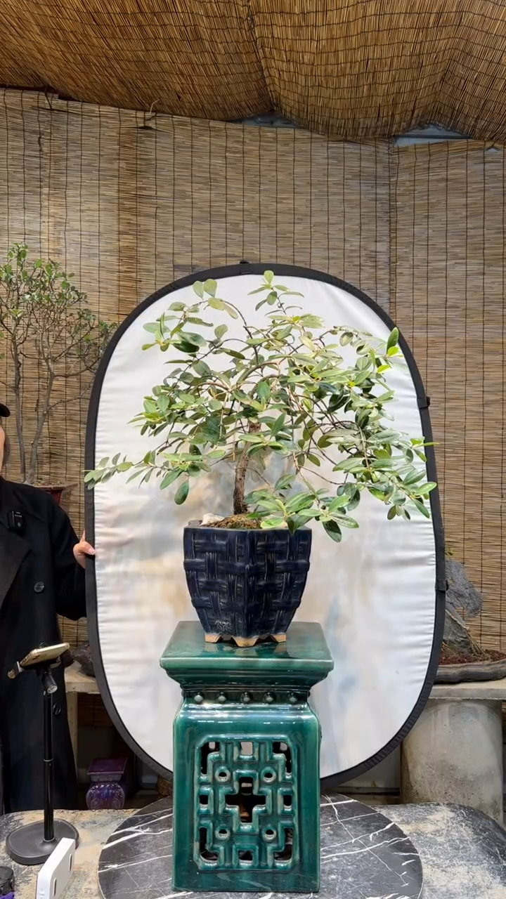 【闪购商品】桃金娘盆景