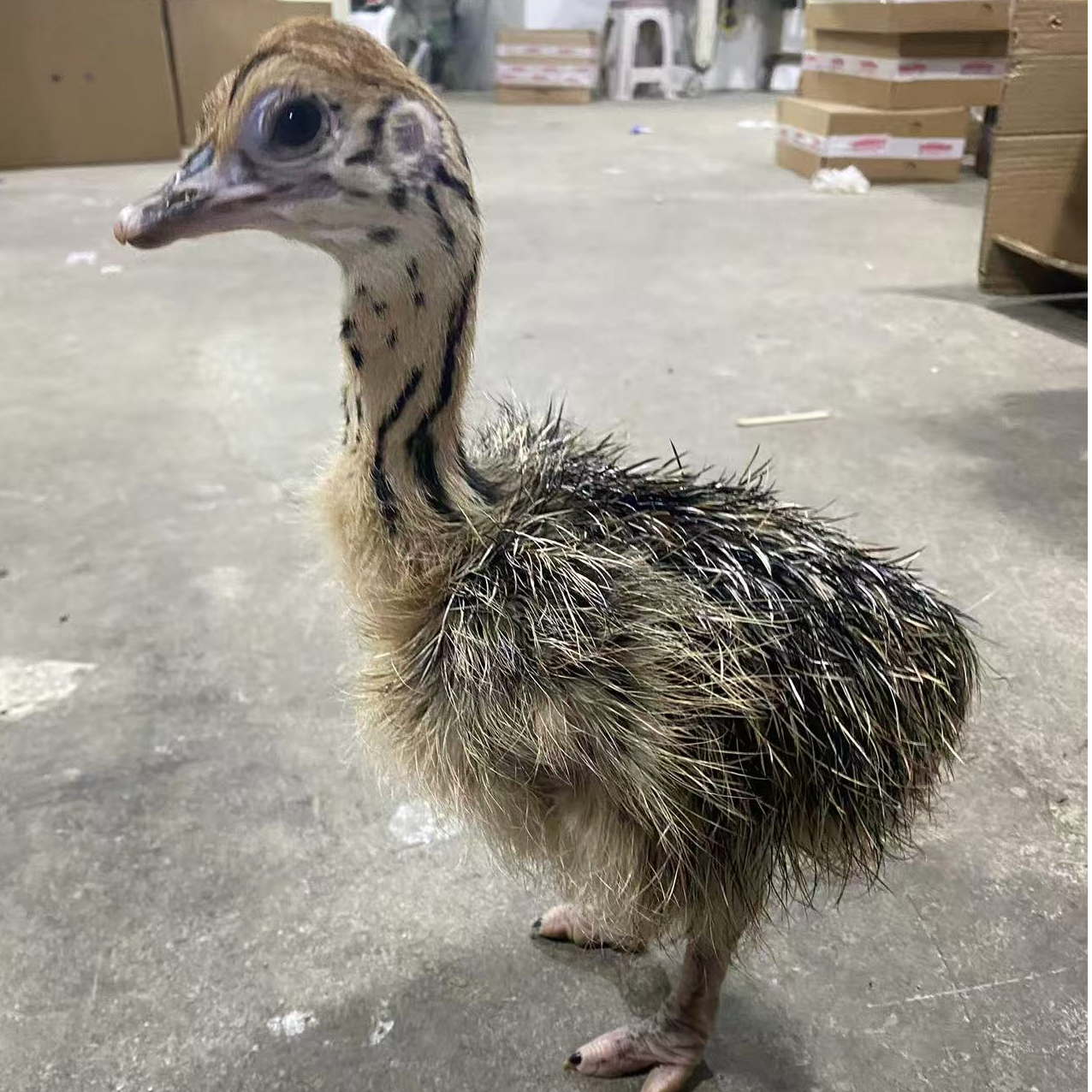 宠物  灰色    包邮