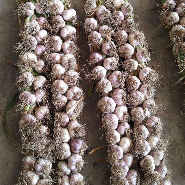 正宗宝坻四六瓣紫皮大蒜一辫50头