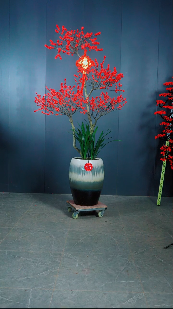 无花朵葫*藤广东小叶紫檀.10号