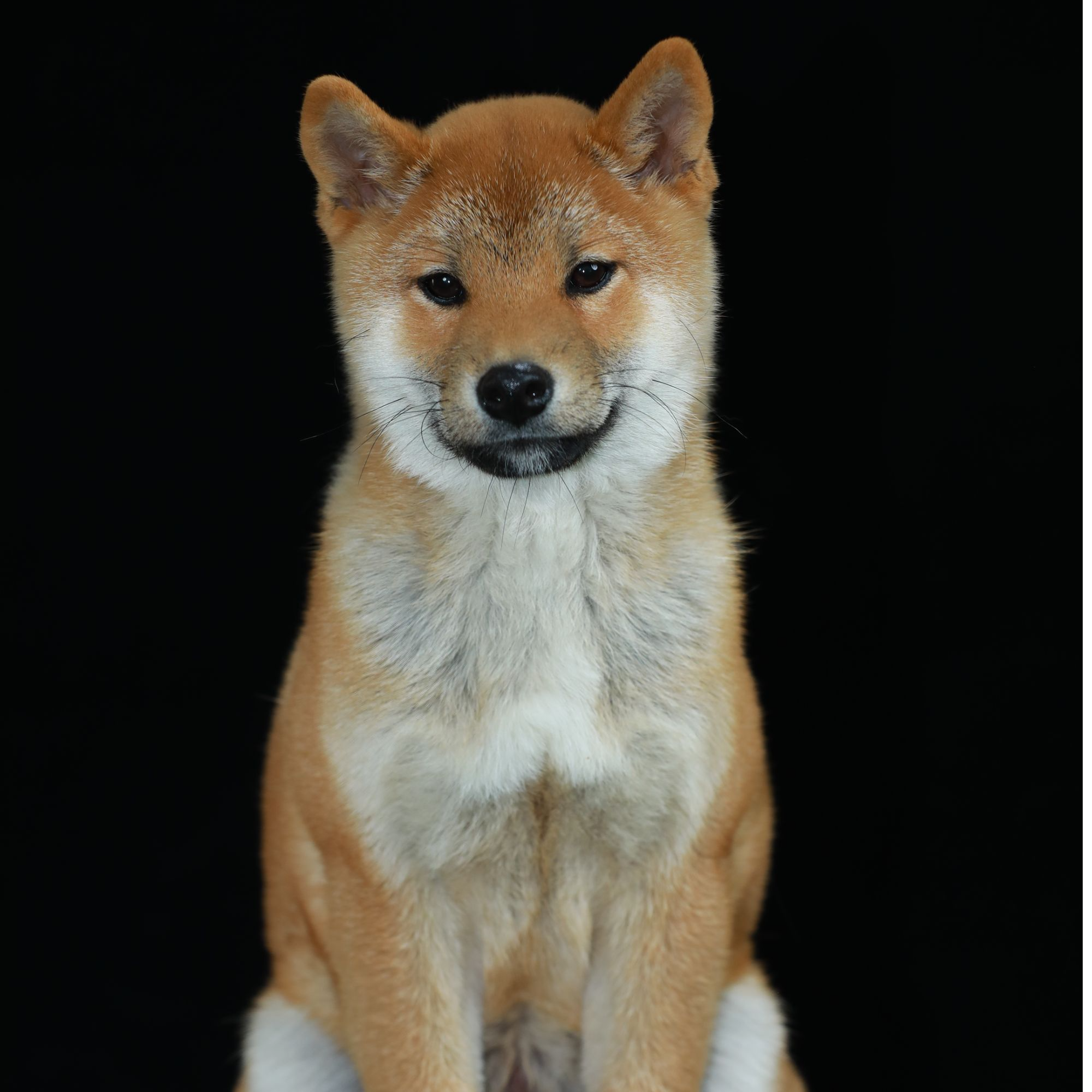 【养犬兄妹】双血统柴犬（Cookie公二）