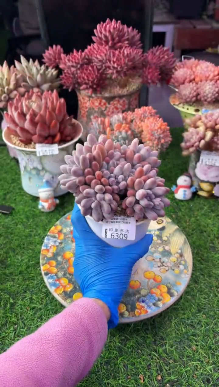 昆明印象多肉6309