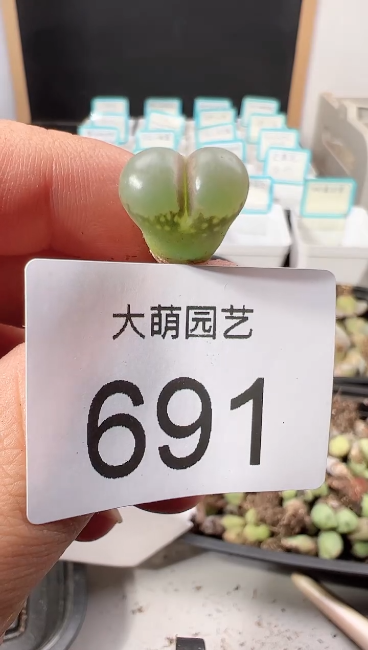 【闪购商品】691  帕法德10km
