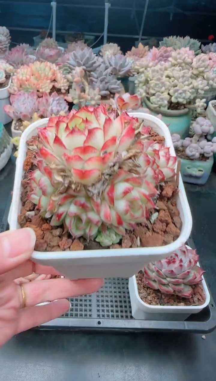 【闪购商品】6627女王