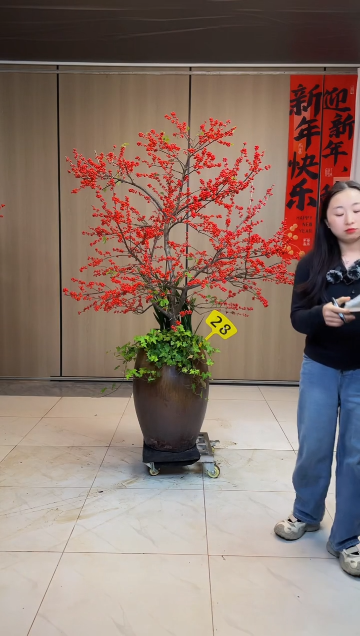 【闪购商品】北美冬青