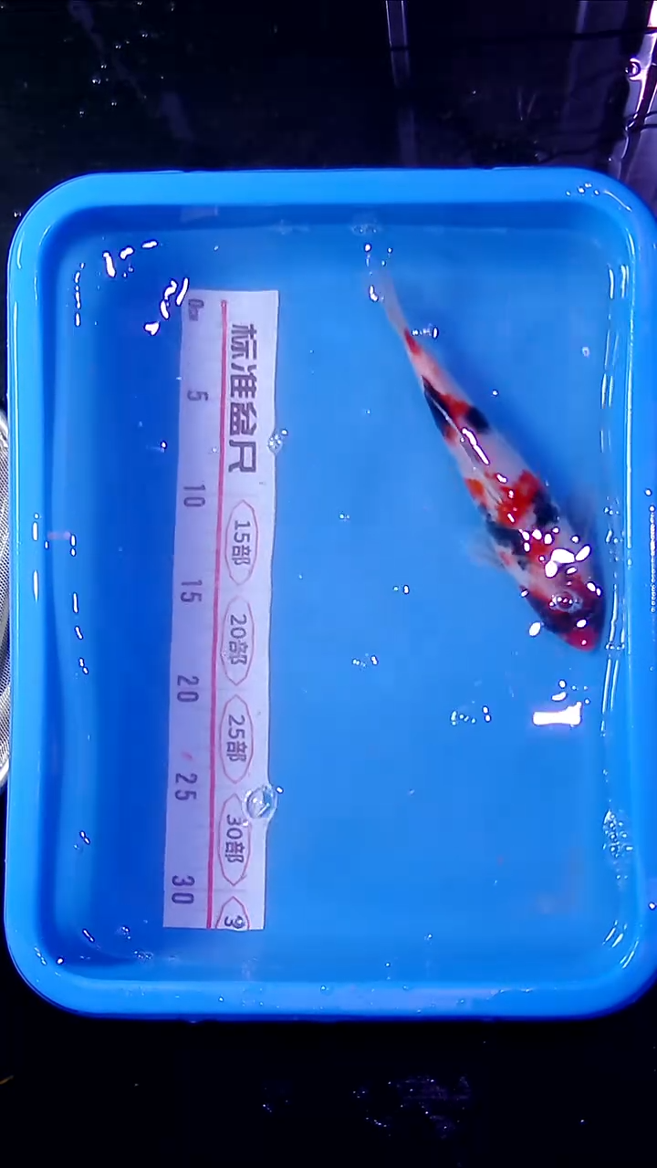 锦鲤锦鲤直播间菁选 对版发货  21