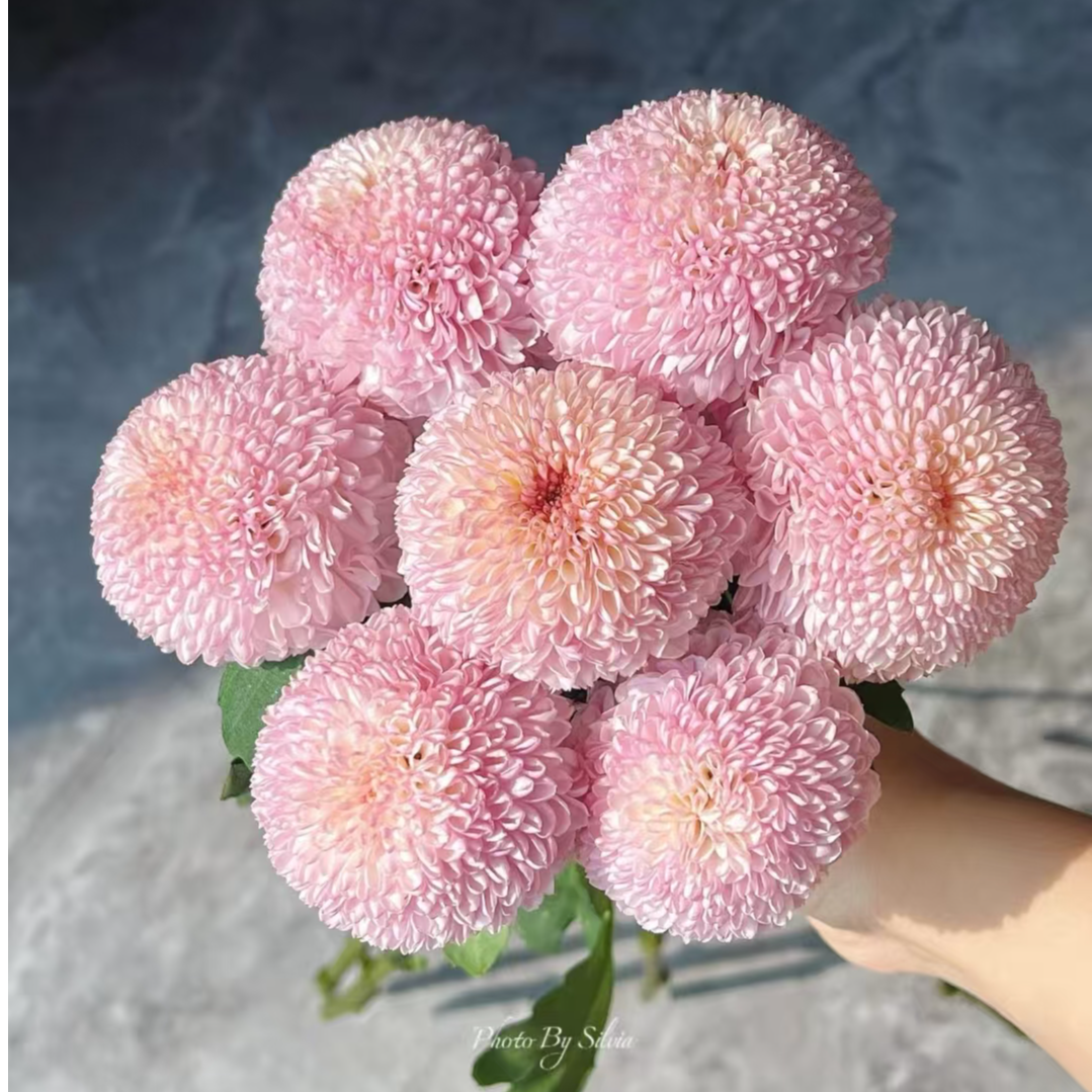 A级稀有粉色乒乓菊鲜切花