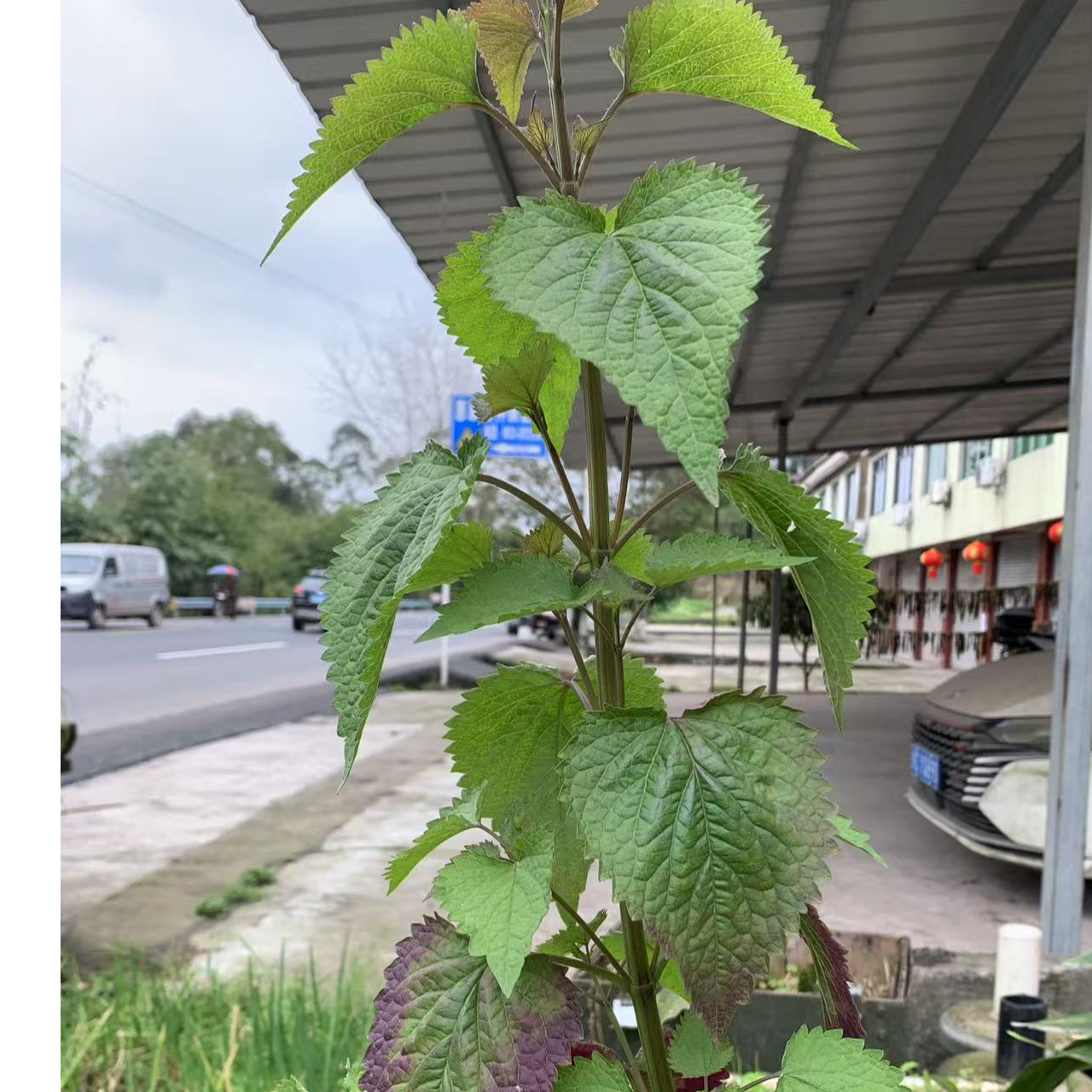 新鲜  藿香鱼香   