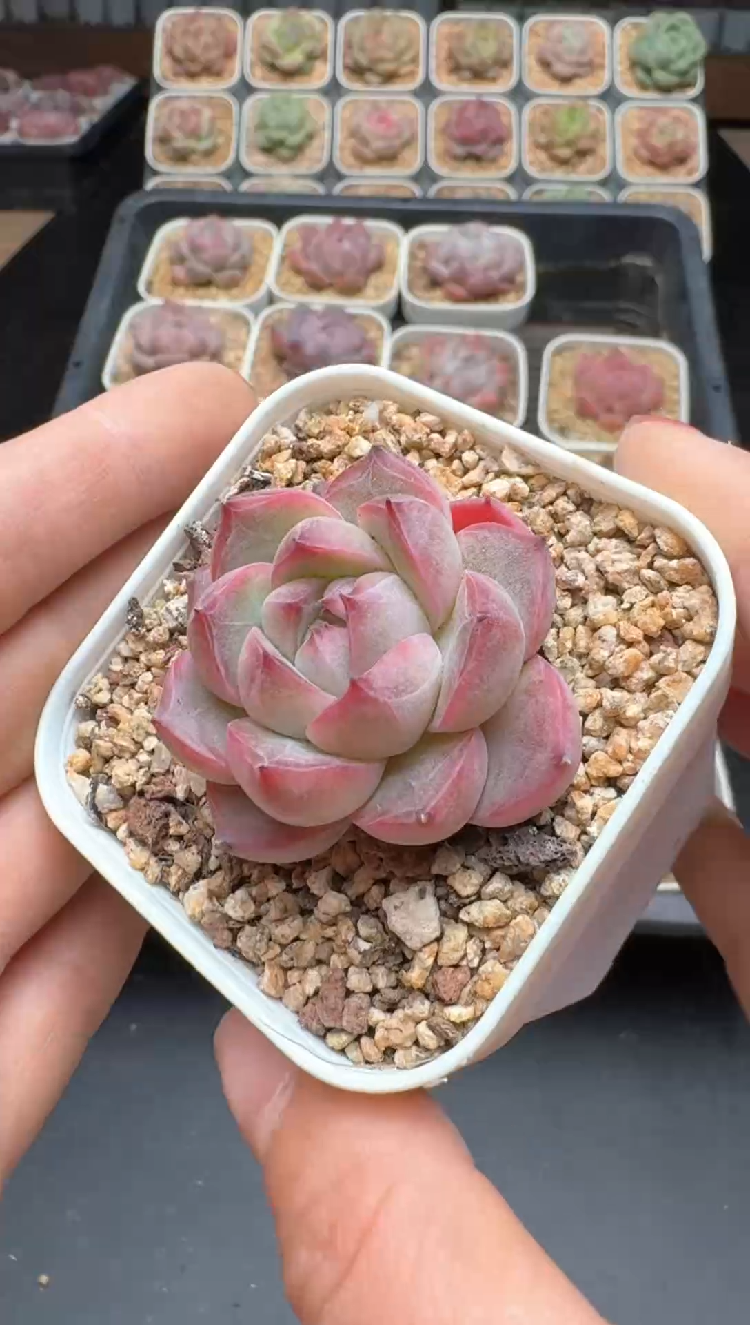 【闪购商品】468号 珍妮杂交多肉 花卉植物