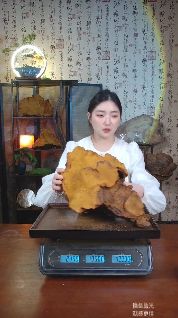 松针层孔菌中国大陆【藏区 野生】松树桑黄（4.66斤）50-60年份