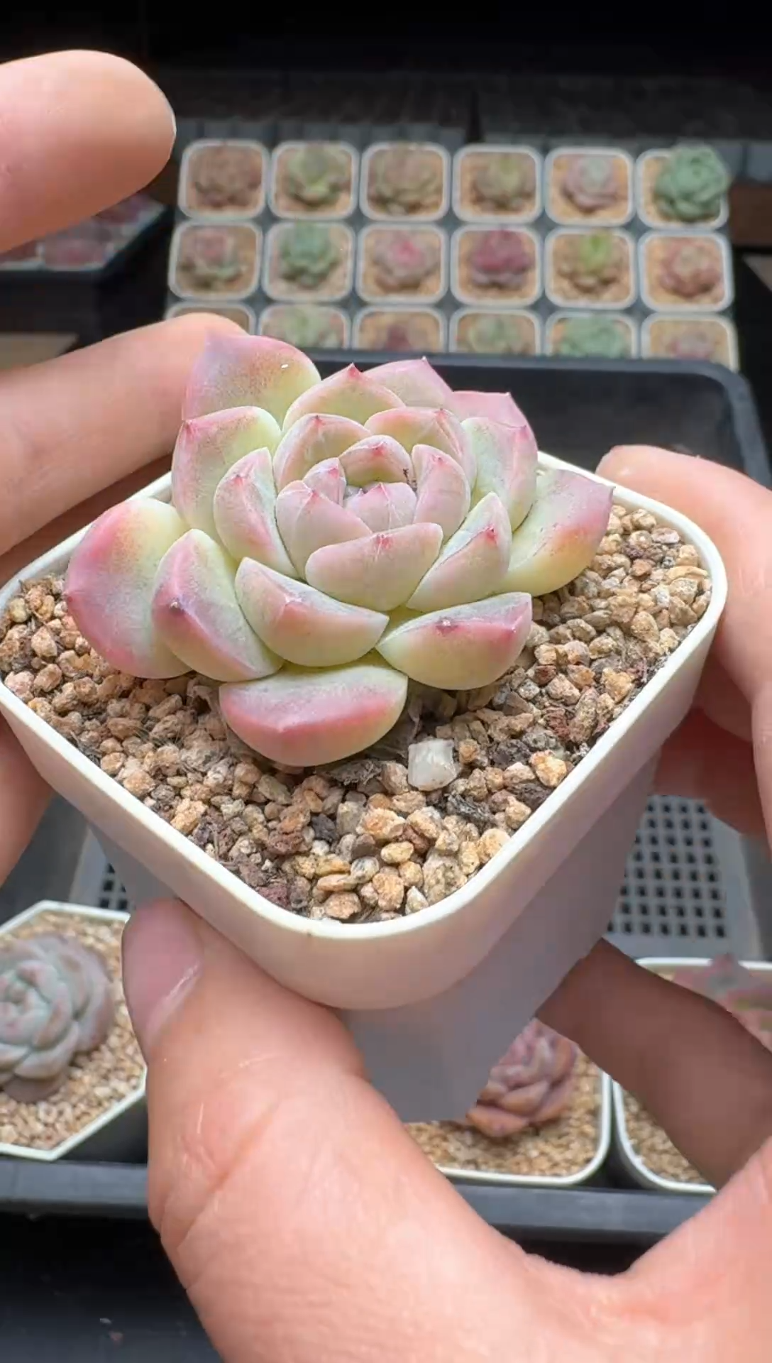 【闪购商品】435号 珍妮杂交多肉 花卉植物