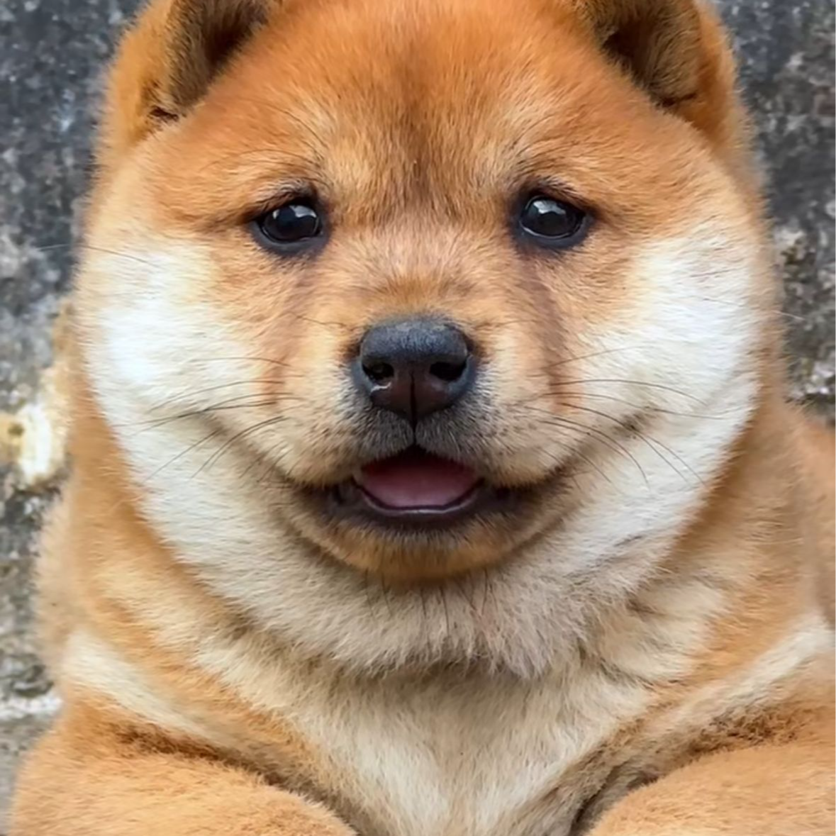 可爱中华田园犬宠物狗狗