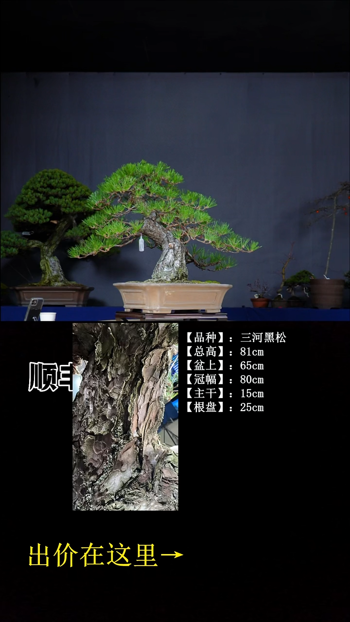 无花朵三河黑松 不包邮